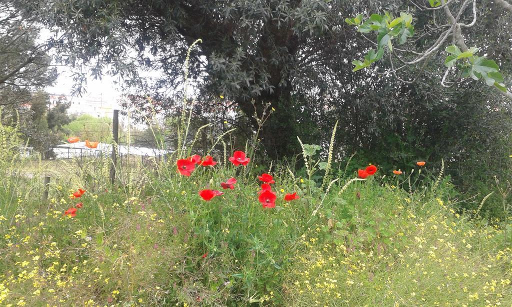 Holiday Home Monte Das Azinheiras Arraiolos Dış mekan fotoğraf